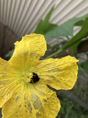 Melissodes bimaculatus