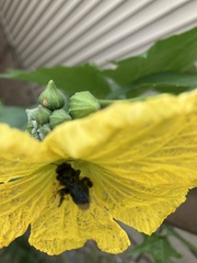 Melissodes bimaculatus