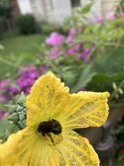 Melissodes bimaculatus