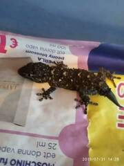 Tarentola mauritanica