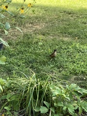 Turdus migratorius