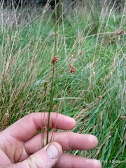 Juncus filicaulis