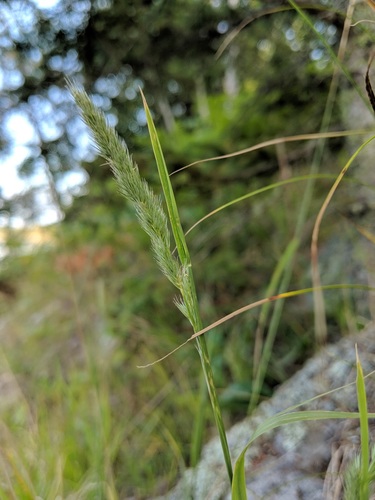 marsh muhly (Muhlenbergia racemosa)