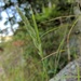 Green Muhly - Photo (c) Pat Deacon, some rights reserved (CC BY-NC), uploaded by Pat Deacon