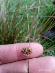 Juncus filicaulis