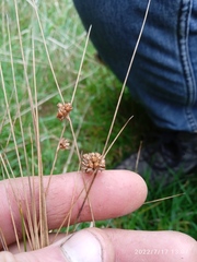 Juncus filicaulis