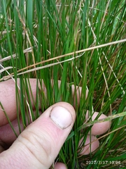 Juncus filicaulis