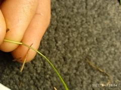 Juncus filicaulis