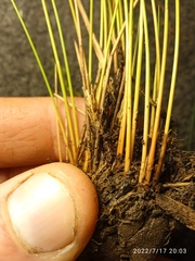 Juncus filicaulis