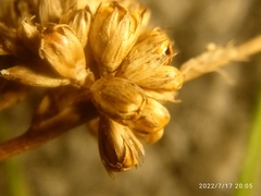 Juncus filicaulis