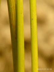 Juncus filicaulis