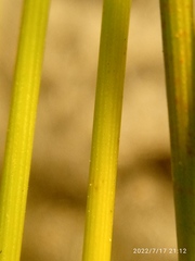 Juncus filicaulis