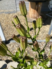 Tricyrtis formosana