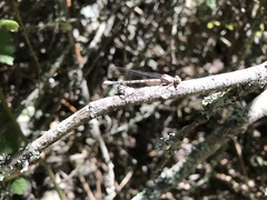 Argia emma