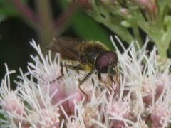 Cheilosia caerulescens