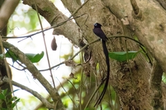 Terpsiphone atrocaudata