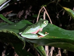 Zhangixalus aurantiventris