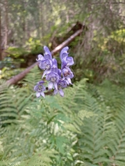 Aconitum degenii
