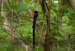 Terpsiphone atrocaudata