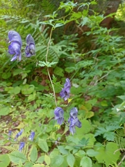 Aconitum degenii