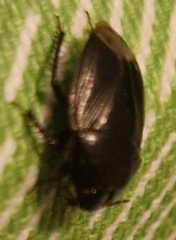 Macroscytus brunneus