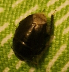 Macroscytus brunneus