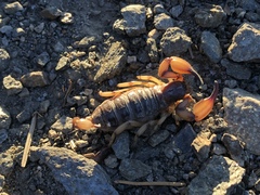 Anuroctonus pococki pococki