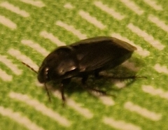Macroscytus brunneus
