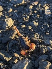 Anuroctonus pococki pococki