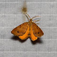 Mellilla xanthometata