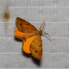 Mellilla xanthometata