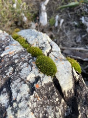 Ptychomitrium crispatum