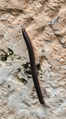 Pachyiulus flavipes