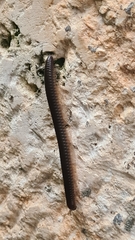 Pachyiulus flavipes