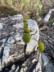 Ptychomitrium crispatum