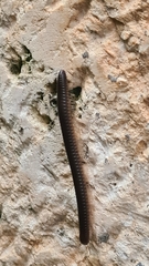 Pachyiulus flavipes