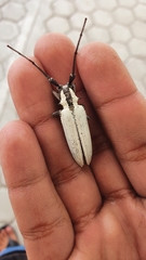 Deliathis imperatrix