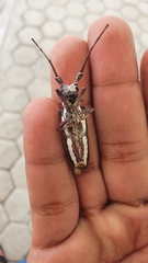 Deliathis imperatrix