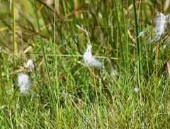 Eriophorum gracile