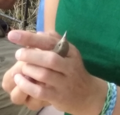 Curruca communis