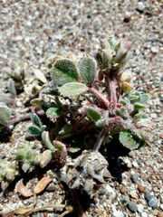 Trigonella coerulescens