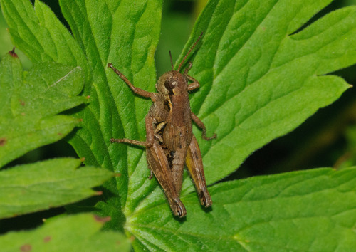 Melanoplus marshallii