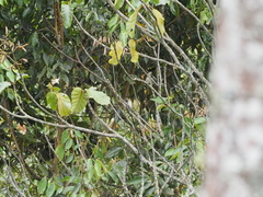 Picumnus granadensis