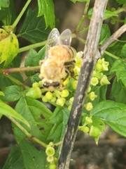 Apis mellifera
