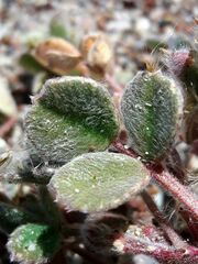 Trigonella coerulescens