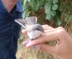 Curruca curruca