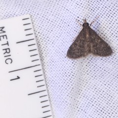 Steniodes declivalis