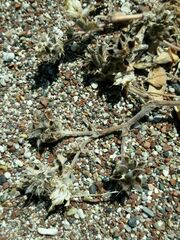 Trigonella coerulescens