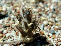 Trigonella coerulescens