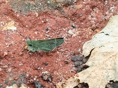 Torbenlarsenia gemella